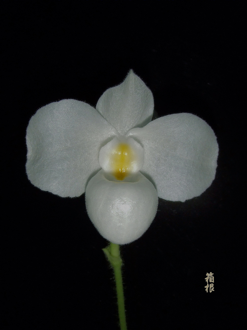 paphiopedilum delenatii forma albinum BRAEM